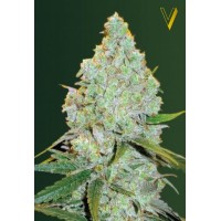 Auto Amnesia Haze
