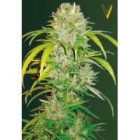 Auto Big Angel