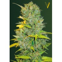 Auto Biggest Bud