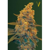 Auto Blow Dream