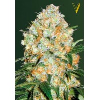 Auto Bubblegum+ Pro