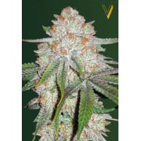 Auto Chocodope
