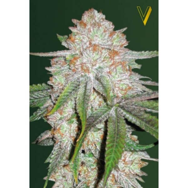 Auto Chocodope
