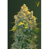 Auto Chronic Monster XXL