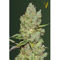 Auto Critical