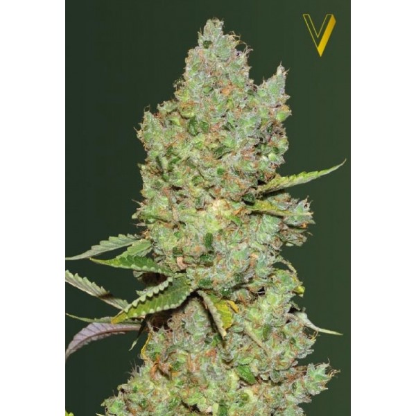 Auto Critical