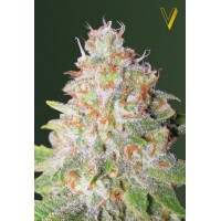 Auto Green Wild Shark