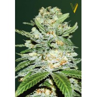 Auto Jack Hammer