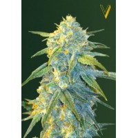 Auto Northern Light