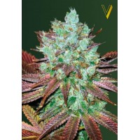 Auto NHL Diesel