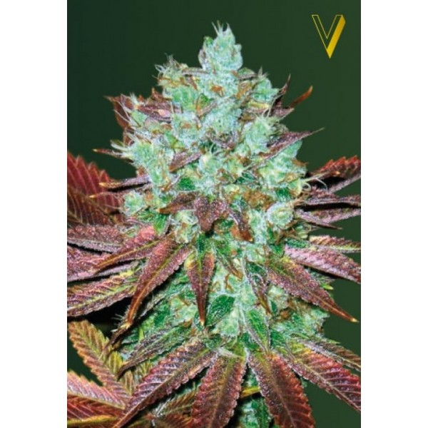 Auto NHL Diesel
