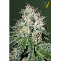 Auto OG Kush