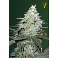 Auto Original Berry