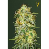 Auto Original Limonade Skunk