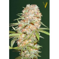 Auto Super Extra Skunk