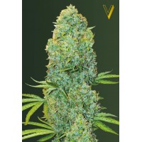  Amnesia Haze