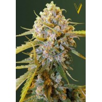  Biggest Bud