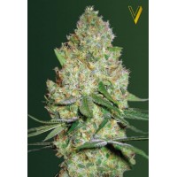  Chronic Monster XXL
