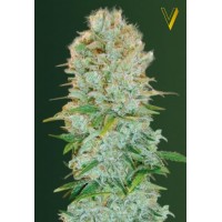 Critical