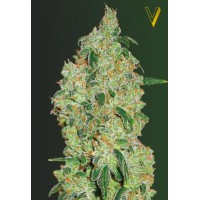  Green Wild Shark