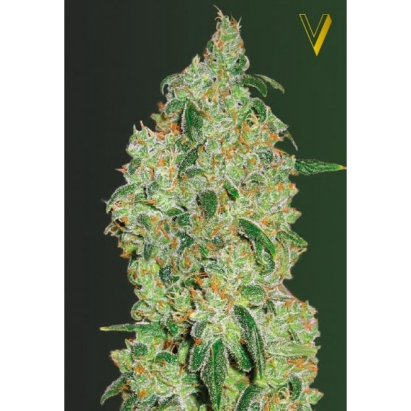  Green Wild Shark