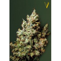 Northern Light
