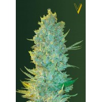 OG Kush