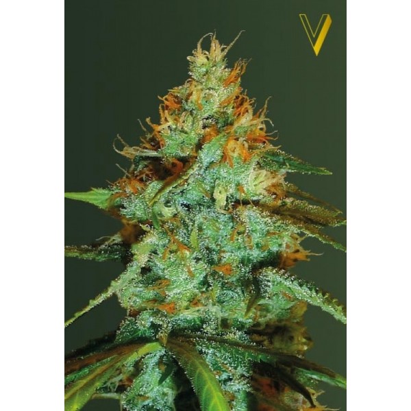 Original Limonade Skunk