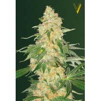 Super Extra Skunk