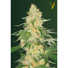 Super Extra Skunk