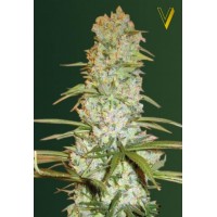 Red Russian XXL