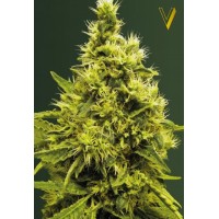 White Widow